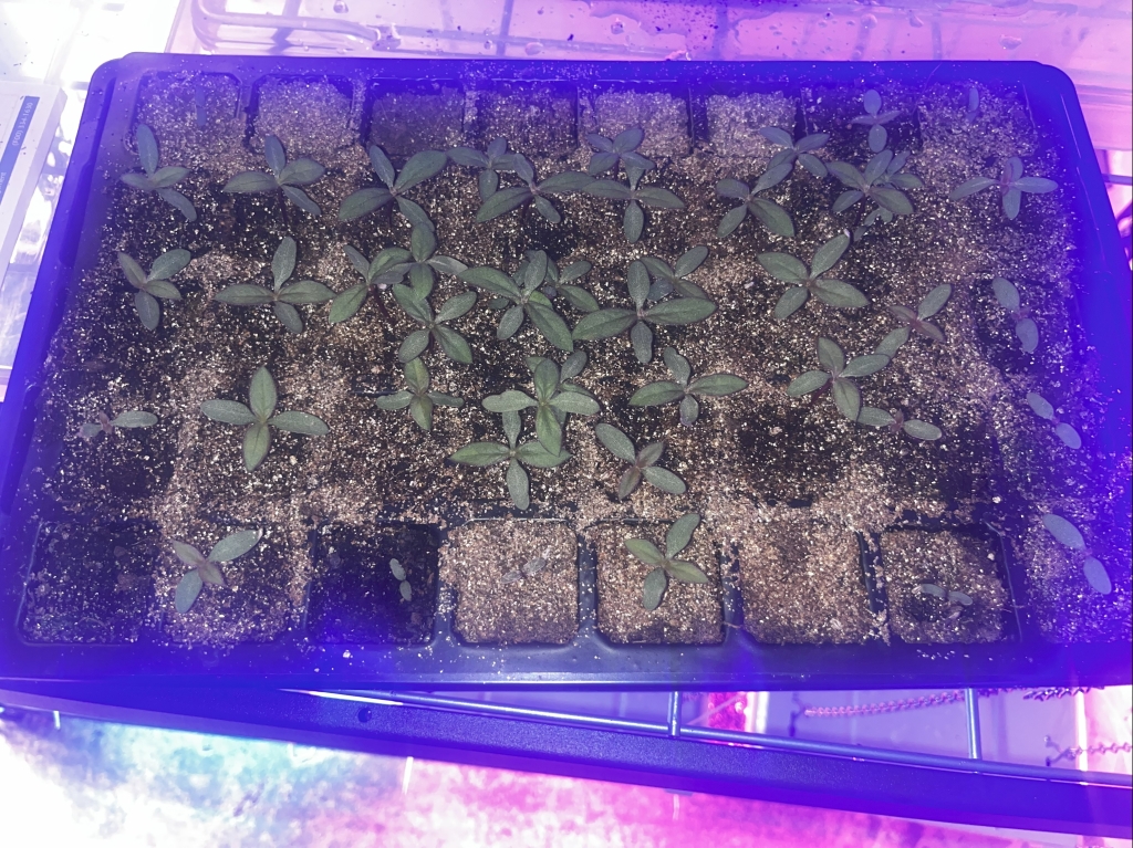 Starting Gomphrena from Seed