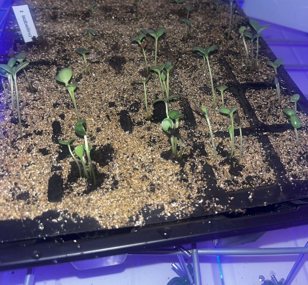 Starting Zinnia From Seed
